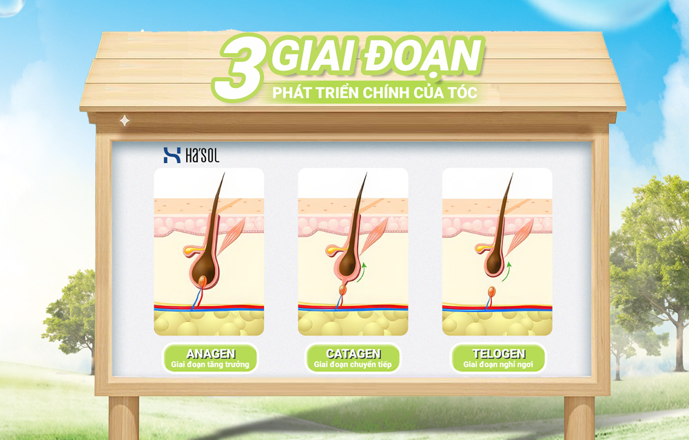 3 Giai Đoạn Phát Triển Của Tóc - Hiểu Đúng Để Chăm Sóc Hiệu Quả